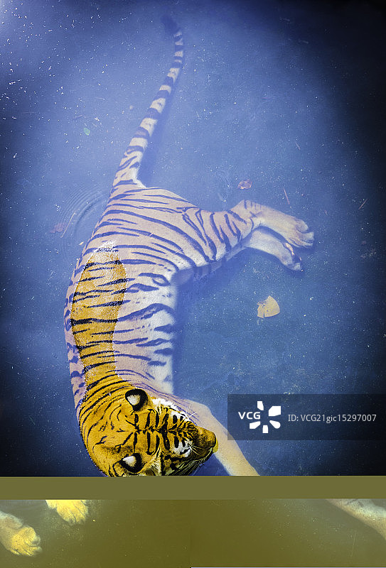 老虎在蓝色的水中休息图片素材