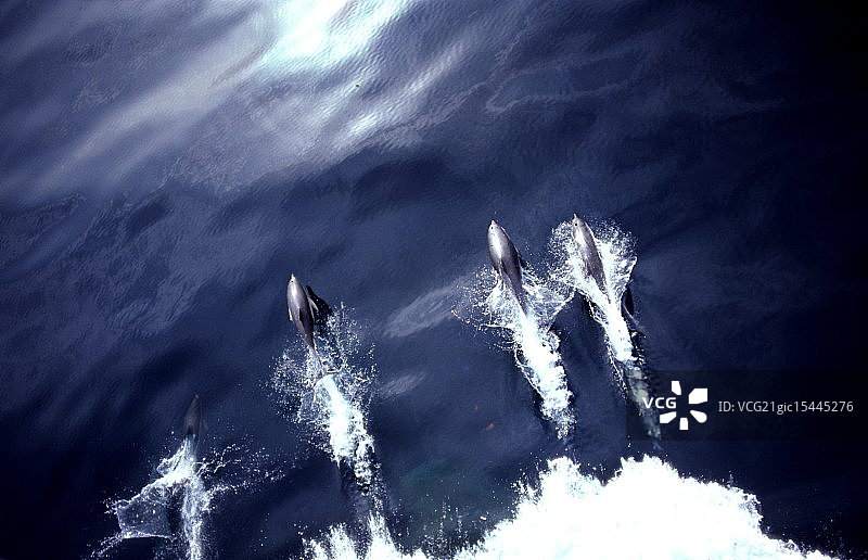 海豚比赛图片素材