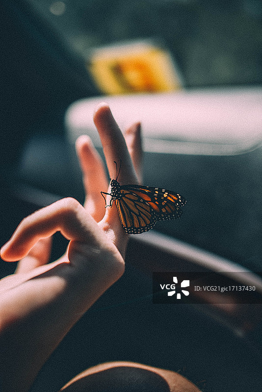 一只蝴蝶落在一个人的手上。图片素材