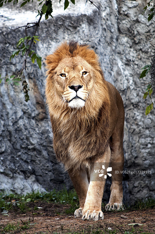 狮子王图片素材