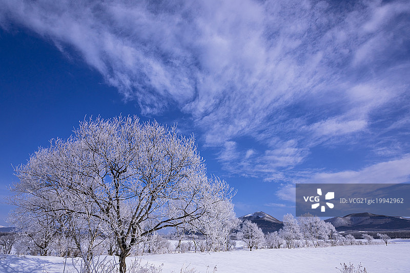白色的雾凇，就像盛开在仲冬早晨的白色的花，日本北海道的赤岸国家公园图片素材