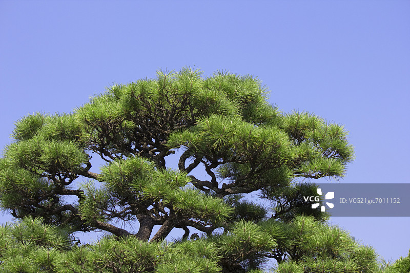 松树和蓝天图片素材