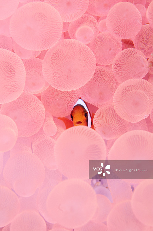 小丑鱼在珊瑚图片素材