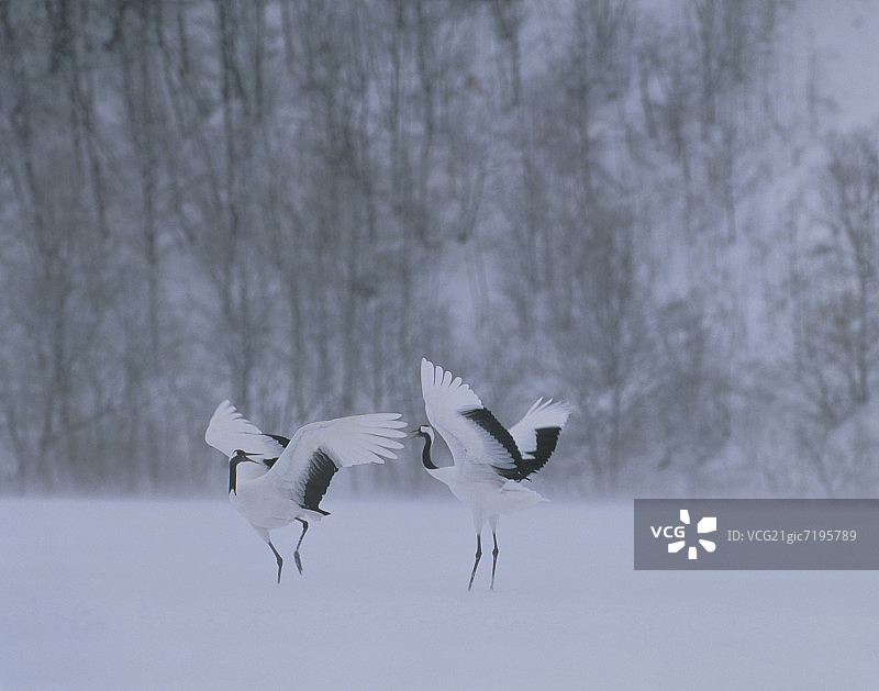 日本北海道钏路，雪原上的日本鹤图片素材