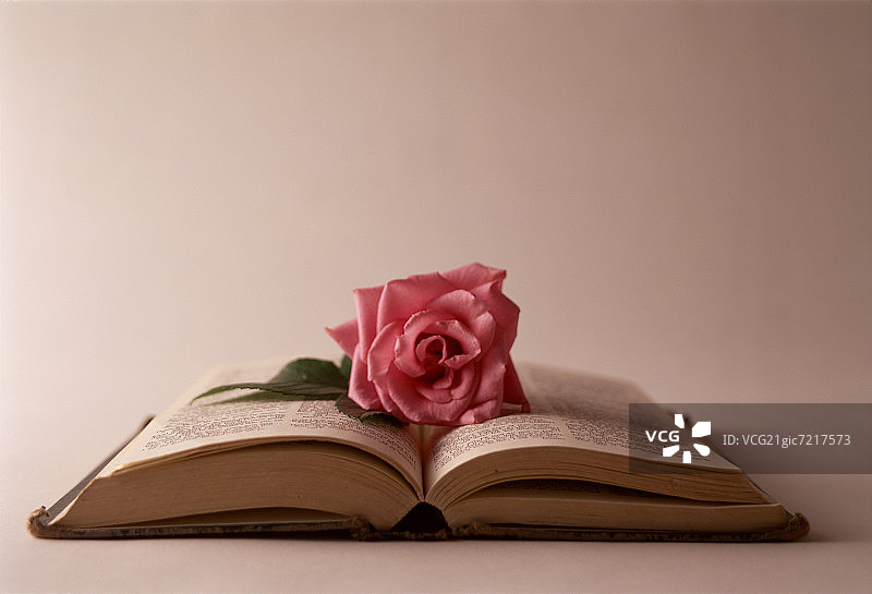 打开的书上有一朵粉红色的玫瑰图片素材