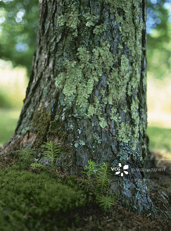 日本北海道，松树树苗生长在茁壮的大树旁图片素材