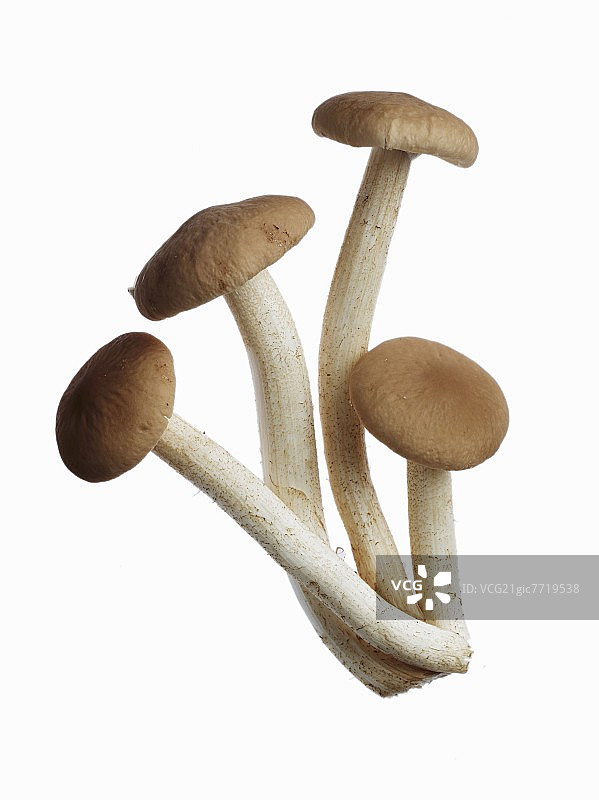 四个新鲜蘑菇图片素材