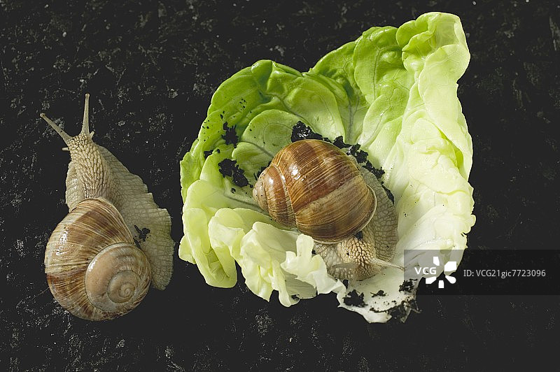 生菜叶和土壤上有两只活蜗牛图片素材