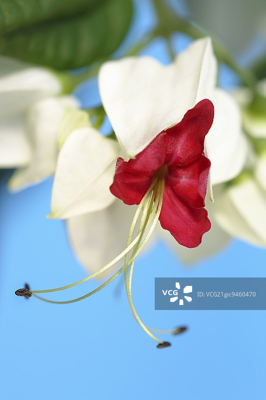 流血的心藤 (Clerodendron tomsoniae)图片素材