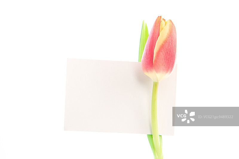 白色背景上有一张空卡片的美丽郁金香图片素材