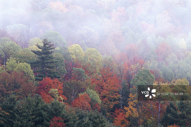佛蒙特州，秋色和雾散图片素材