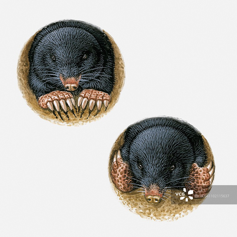 普通鼹鼠用爪子和长爪子在地下挖洞的插图图片素材