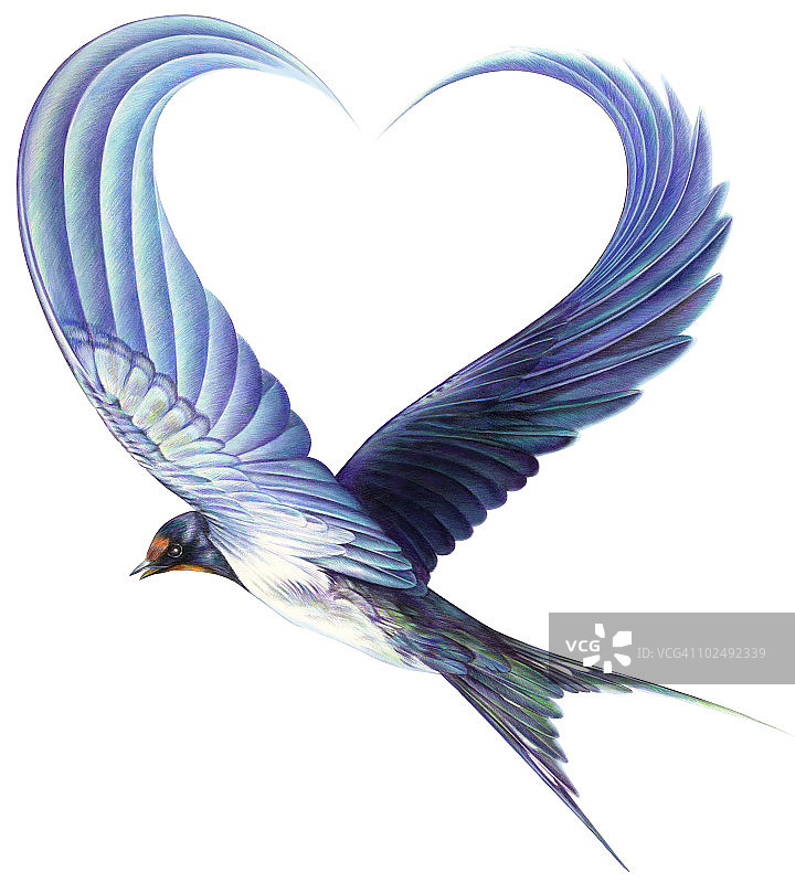 飞翔的鸟翅膀形成心形图片素材