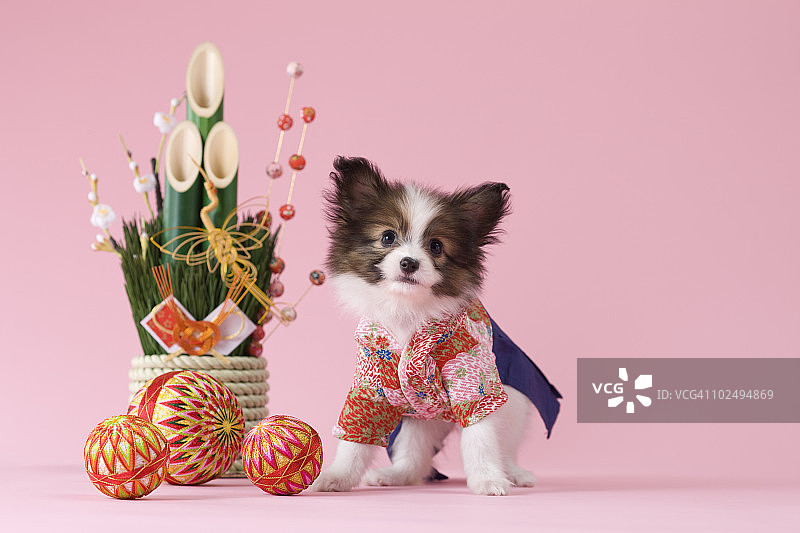 蝶耳犬和日本新年庆祝活动图片素材