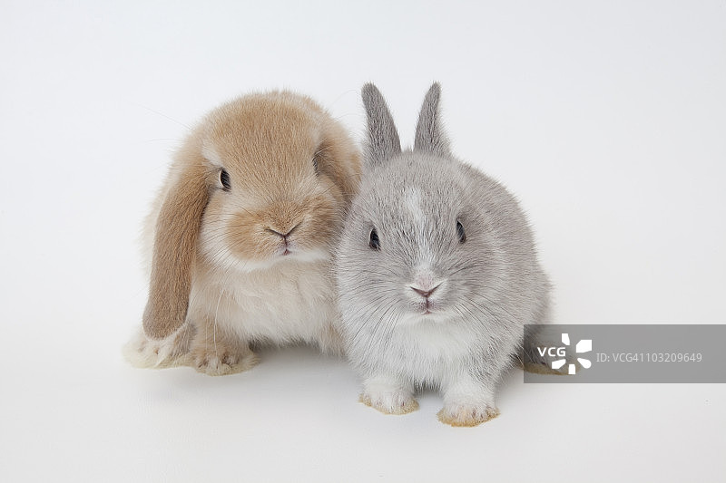 两只兔子。荷兰矮人和荷兰罗珀。图片素材