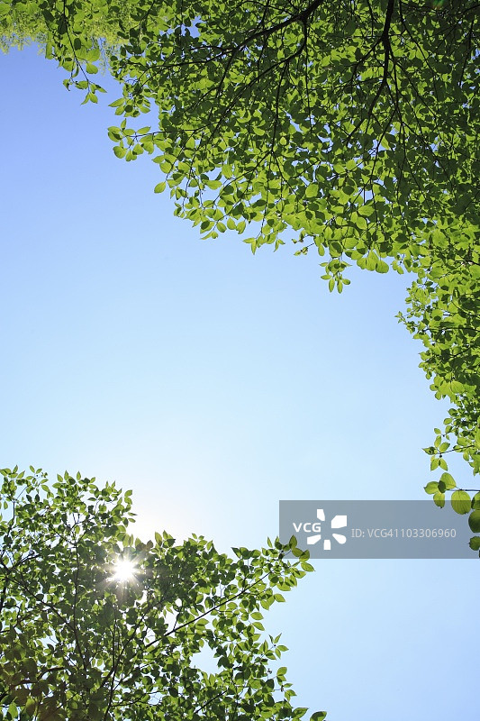 树梢是蓝天。日本东京图片素材