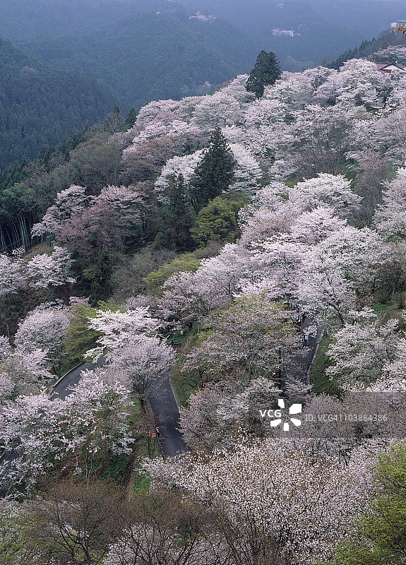 樱花，吉野，吉野，奈良，日本图片素材