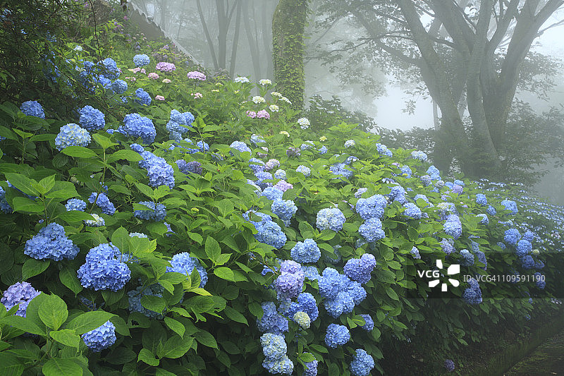 大阪府立自然公园的绣球花，东大阪，日本大阪图片素材