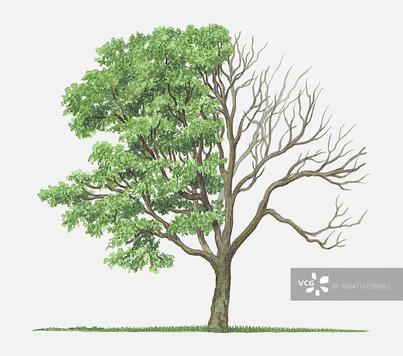 绿色的叶子和光秃秃的树枝槭(藤槭)树的插图图片素材