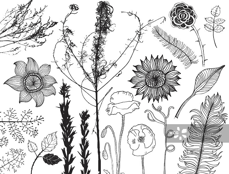 一套手绘花，叶和剪影的植物图片素材