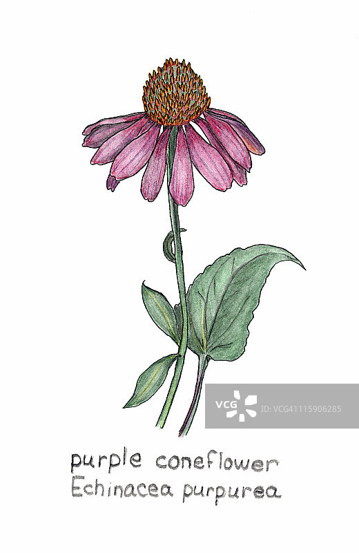 紫色松果花，紫锥菊，彩色铅笔画图片素材