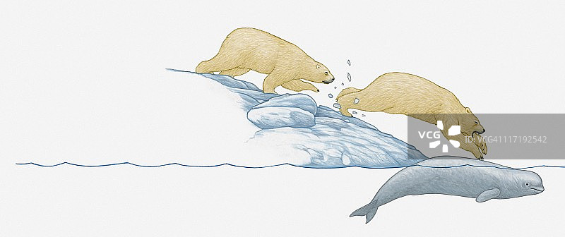 北极熊从冰袋上跳到被困在冰下的白鲸身上的插图。图片素材