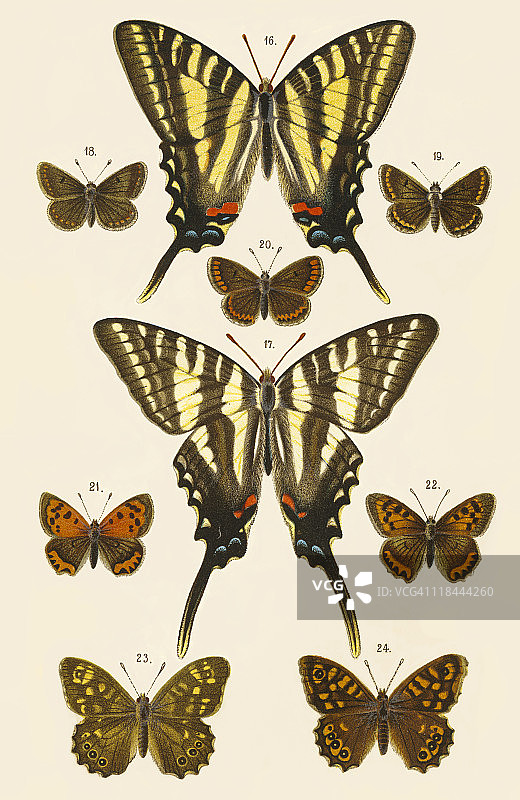 为进化理论而研究的欧洲蝴蝶仿古版画图片素材