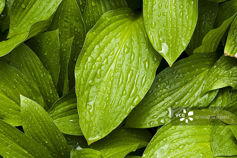 绿叶和水滴图片素材