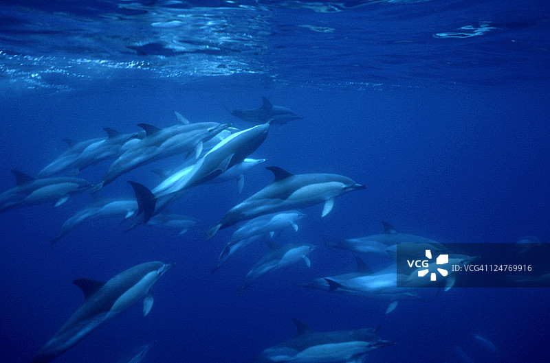 常见的海豚:葡萄牙亚速尔群岛的海豚图片素材