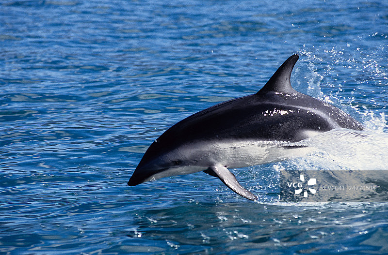 暗纹海豚，暗纹海豚，跳跃，新西兰图片素材