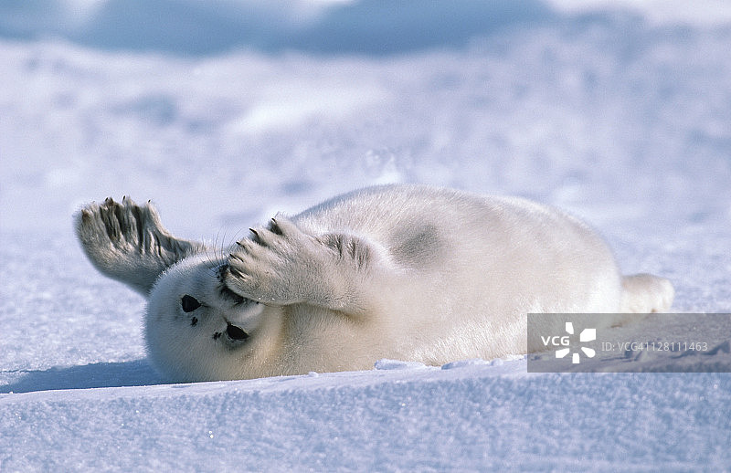 格陵兰海豹幼崽，佛卡格伦兰地卡，躺在冰上。圣劳伦斯湾，加拿大。图片素材