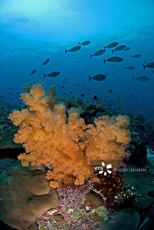 珊瑚礁风景与软“树”珊瑚，树突鱼和刺尾鱼，拉贾安帕地区，巴布亚，印度尼西亚图片素材