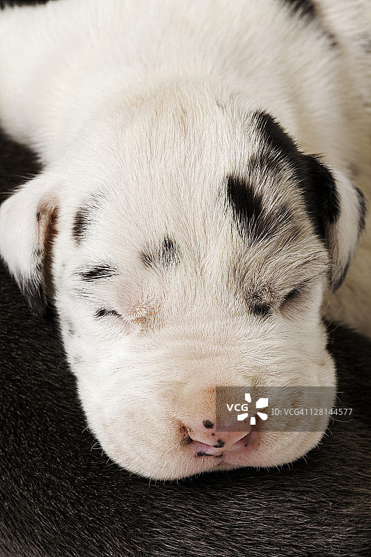 丑角大丹犬。睡觉的小狗的肖像。工作室在白色背景下拍摄。所有者是丽莎·芬顿。南非。(查看额外信息)图片素材