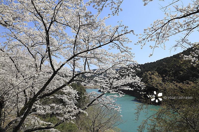 樱花和七川大坝，小泽川，东室，和歌山，日本图片素材