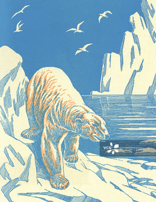冰山上的北极熊图片素材
