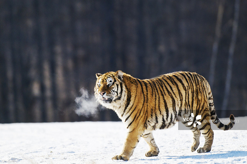 西伯利亚虎在雪中行走图片素材