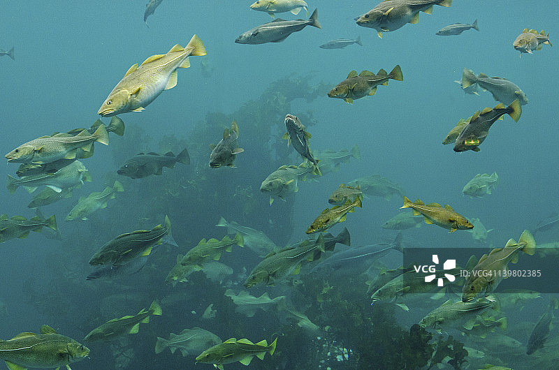 大西洋鳕鱼，鳕鱼(加德斯morhua)图片素材