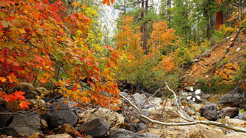 橡树溪峡谷的秋色图片素材
