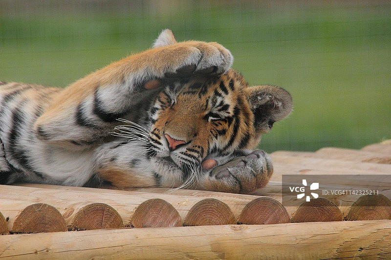 老虎幼崽睡觉图片素材