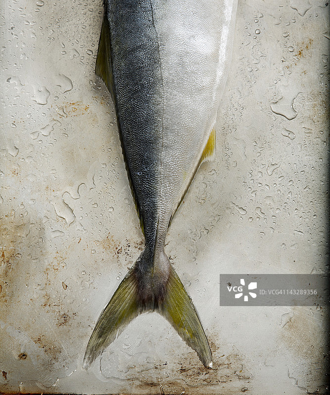 黄鳍金枪鱼图片素材