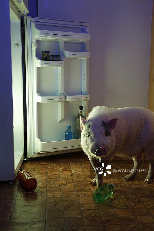 动物小偷-猪和冰箱图片素材
