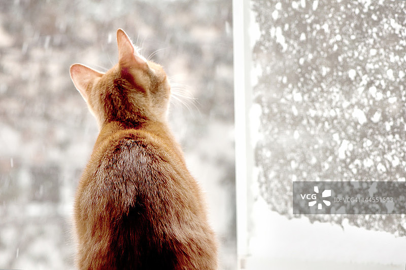 红色公猫在看雪图片素材