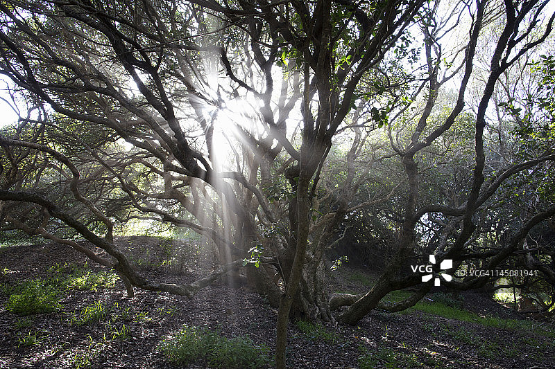 阳光照耀树木之间，沙湾，西开普省，南非图片素材