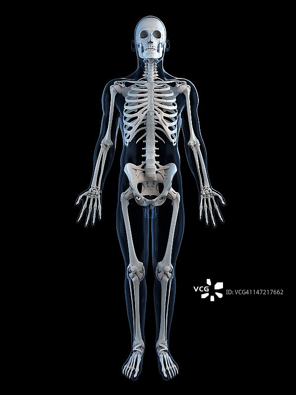 人类的骨骼,艺术品图片素材