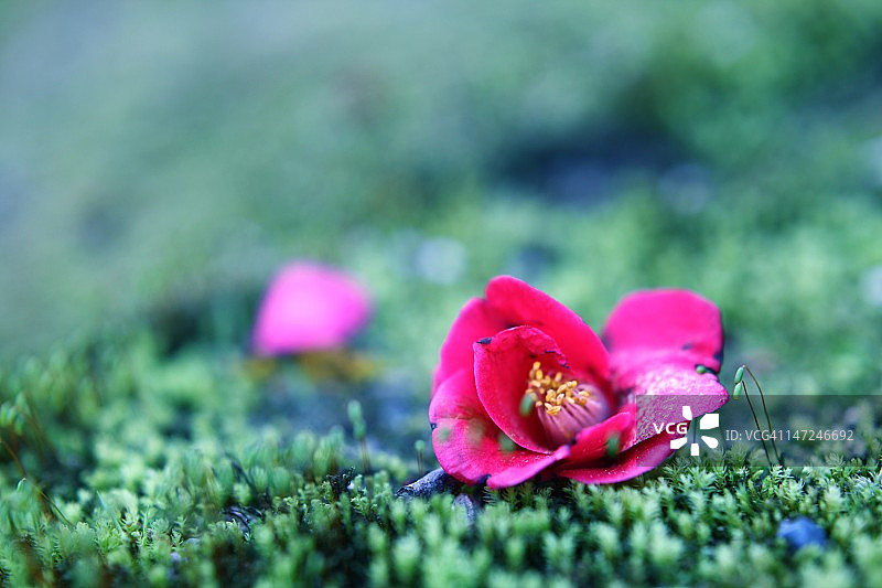 苔藓上的山茶花图片素材