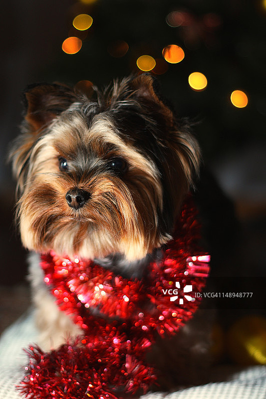 挂着圣诞彩灯的约克郡犬图片素材