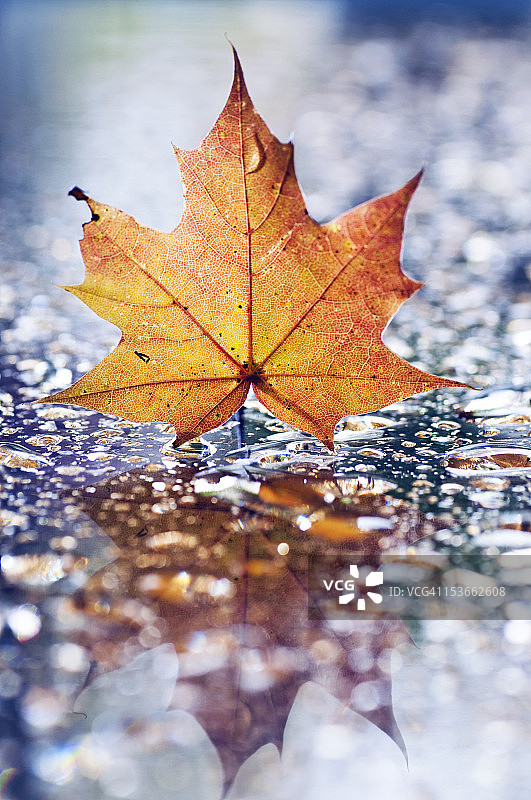 雨中的秋叶图片素材