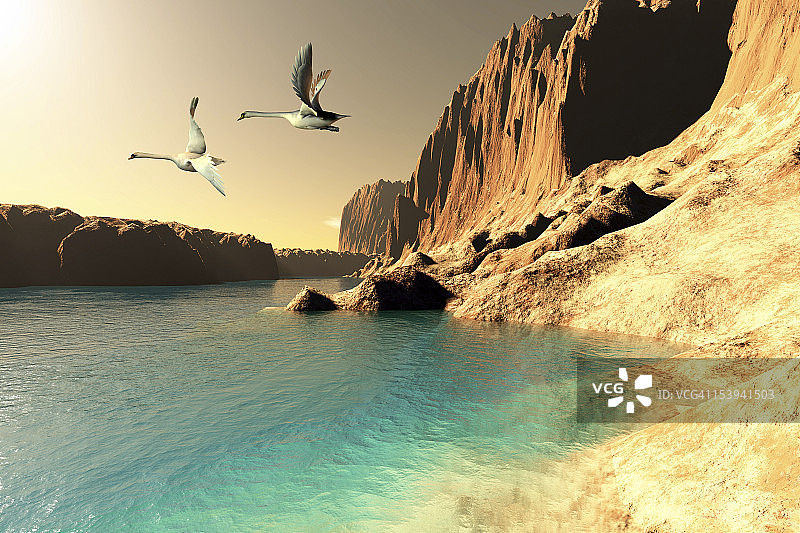 两只疣鼻天鹅在这片荒野的海滨休息后开始飞翔。图片素材