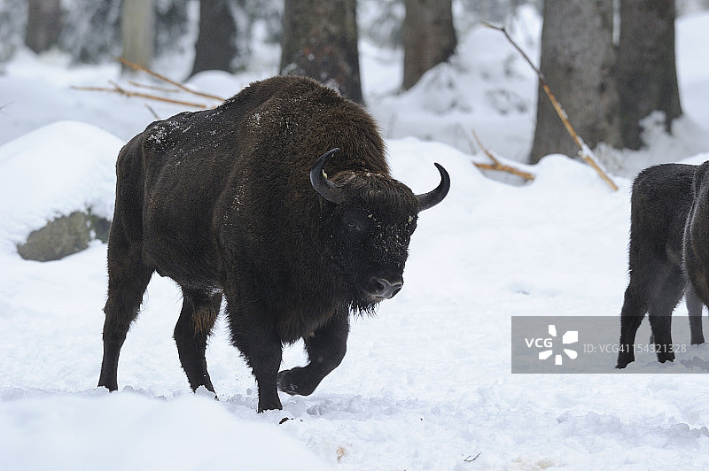 雪中的美洲野牛图片素材
