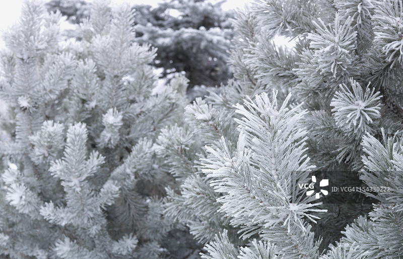 加拿大，阿尔伯塔，寒冷冬日云杉的结霜针叶图片素材